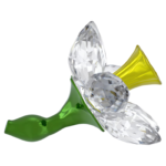 Florere Daffodil - Image 4